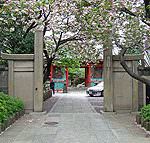 養福寺の門には八重桜、庭には牡丹が咲き誇る